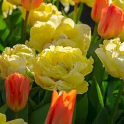 Tulipanløg - Sæt med 21 - Tulipa 'Avant Garde' - Blomsterløg - Gul