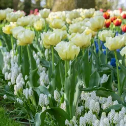 Tulipanløg - Sæt med 21 - Tulipa 'Avant Garde' - Blomsterløg - Gul