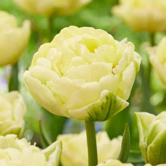 Tulipanløg - Sæt med 21 - Tulipa 'Avant Garde' - Blomsterløg - Gul