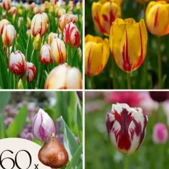 Tulipanløg - Sæt med 60 - Tulipa 'Flaming Beauty Mix' - Blomsterløg - Flerfarvet