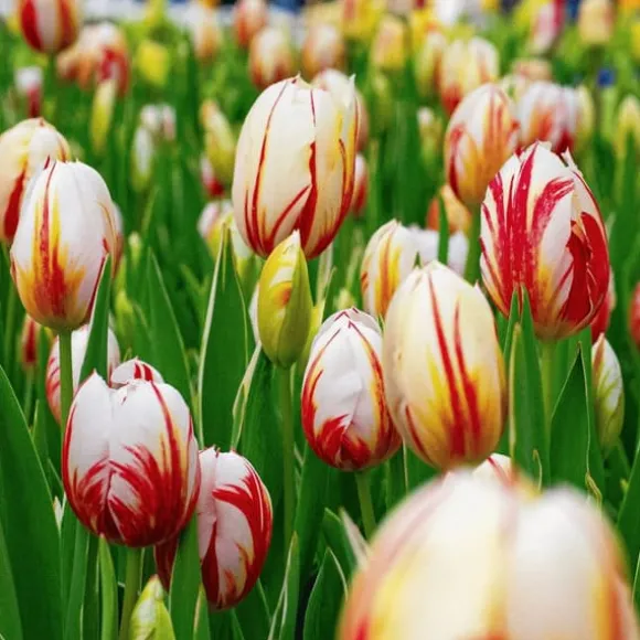 Tulipanløg - Sæt med 60 - Tulipa 'Flaming Beauty Mix' - Blomsterløg - Flerfarvet