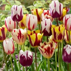 Tulipanløg - Sæt med 60 - Tulipa 'Flaming Beauty Mix' - Blomsterløg - Flerfarvet