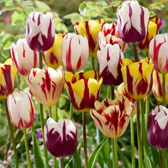 Tulipanløg - Sæt med 60 - Tulipa 'Flaming Beauty Mix' - Blomsterløg - Flerfarvet