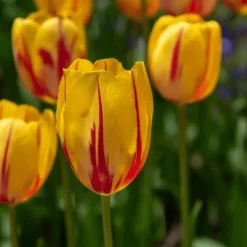 Tulipanløg - Sæt med 60 - Tulipa 'Flaming Beauty Mix' - Blomsterløg - Flerfarvet