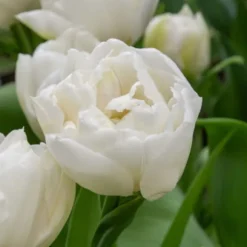 Tulipanløg - Sæt med 14 - Tulipa 'Mondial' - Blomsterløg