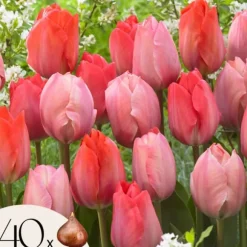 Tulipanløg - Sæt med 40 - Tulipa 'Salmon', 'Van Eijk' - Blomsterløg - Rød