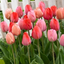 Tulipanløg - Sæt med 40 - Tulipa 'Salmon', 'Van Eijk' - Blomsterløg - Rød