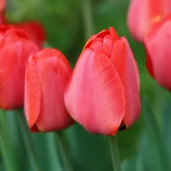 Tulipanløg - Sæt med 40 - Tulipa 'Salmon', 'Van Eijk' - Blomsterløg - Rød