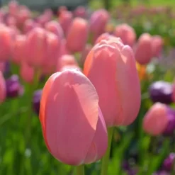Tulipanløg - Sæt med 40 - Tulipa 'Salmon', 'Van Eijk' - Blomsterløg - Rød