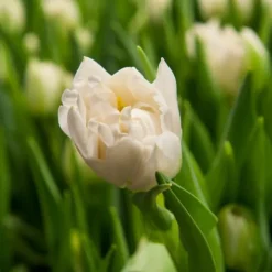 Tulipanløg - Sæt med 14 - Tulipa 'Northcap' - Blomsterløg - Gul