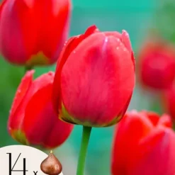 Tulipanløg - Sæt med 14 - Tulipa 'Red Impression' - Blomsterløg - Rød