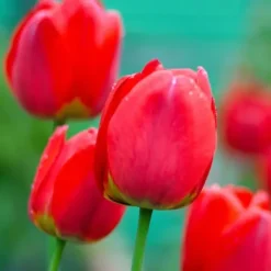 Tulipanløg - Sæt med 14 - Tulipa 'Red Impression' - Blomsterløg - Rød