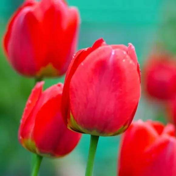 Tulipanløg - Sæt med 14 - Tulipa 'Red Impression' - Blomsterløg - Rød