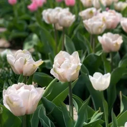 Tulipanløg - Sæt med 15 - Tulipa 'Dreamer' - Blomsterløg - Lyserød