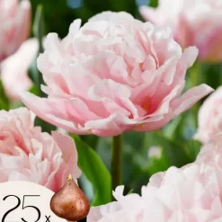 Tulipanløg - Sæt med 25 - Tulipa 'Dreamer' - Blomsterløg - Lyserød