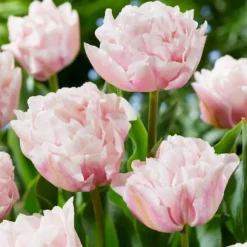 Tulipanløg - Sæt med 25 - Tulipa 'Dreamer' - Blomsterløg - Lyserød