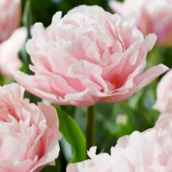 Tulipanløg - Sæt med 25 - Tulipa 'Dreamer' - Blomsterløg - Lyserød