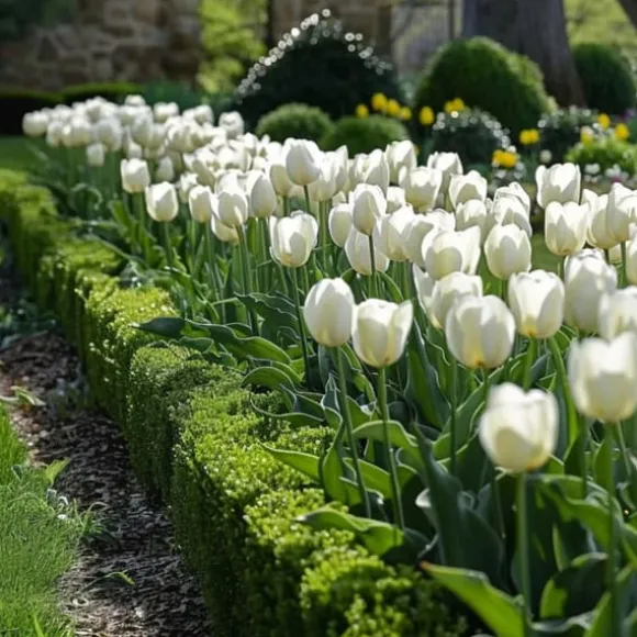 Tulipanløg - Sæt med 21 - Tulipa 'Northcap' - Blomsterløg - Gul