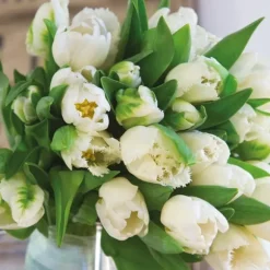 Tulipanløg - Sæt med 21 - Tulipa 'Northcap' - Blomsterløg - Gul