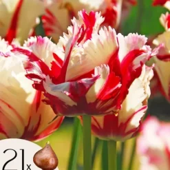 Tulipanløg - Sæt med 21 - Tulipa 'Estella Rijnveld' - Blomsterløg - Rød