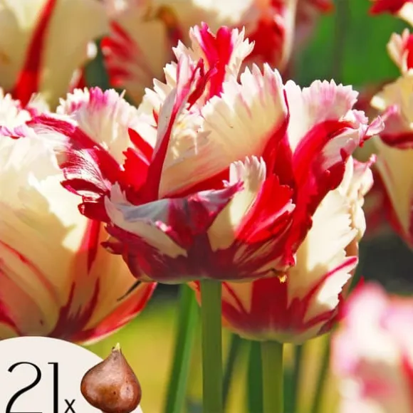 Tulipanløg - Sæt med 21 - Tulipa 'Estella Rijnveld' - Blomsterløg - Rød