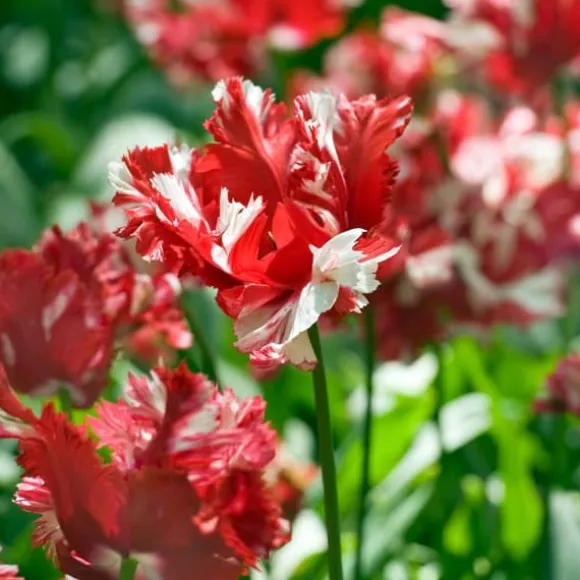Tulipanløg - Sæt med 21 - Tulipa 'Estella Rijnveld' - Blomsterløg - Rød