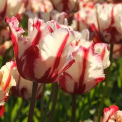 Tulipanløg - Sæt med 21 - Tulipa 'Estella Rijnveld' - Blomsterløg - Rød