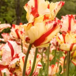 Tulipanløg - Sæt med 21 - Tulipa 'Estella Rijnveld' - Blomsterløg - Rød