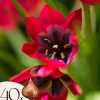 Tulipanløg - Sæt med 40 - Tulipa 'Little Beauty' - Blomsterløg - Rød