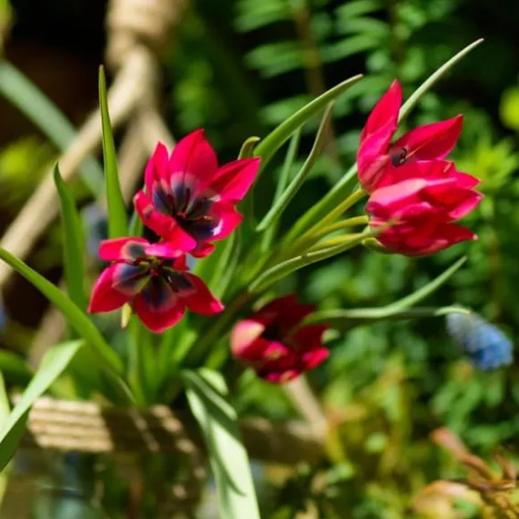 Tulipanløg - Sæt med 40 - Tulipa 'Little Beauty' - Blomsterløg - Rød