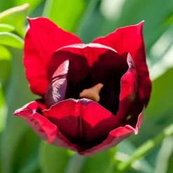 Tulipanløg - Sæt med 40 - Tulipa 'Little Beauty' - Blomsterløg - Rød