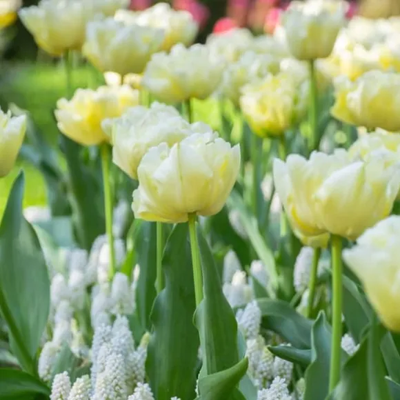 Tulipanløg - Sæt med 14 - Tulipa 'Avant Garde' - Blomsterløg - Gul