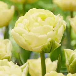 Tulipanløg - Sæt med 14 - Tulipa 'Avant Garde' - Blomsterløg - Gul