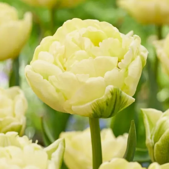 Tulipanløg - Sæt med 14 - Tulipa 'Avant Garde' - Blomsterløg - Gul