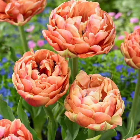 Tulipanløg - Sæt med 15 - Tulipa 'Copper Image' - Blomsterløg