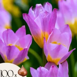 Tulipanløg - Sæt x100 - Tulipa bakeri 'Lilac Wonder' - Blomsterløg - Flerfarvet