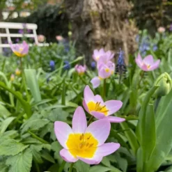 Tulipanløg - Sæt x100 - Tulipa bakeri 'Lilac Wonder' - Blomsterløg - Flerfarvet