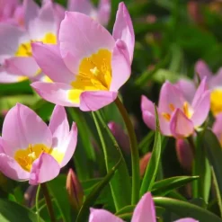 Tulipanløg - Sæt x100 - Tulipa bakeri 'Lilac Wonder' - Blomsterløg - Flerfarvet