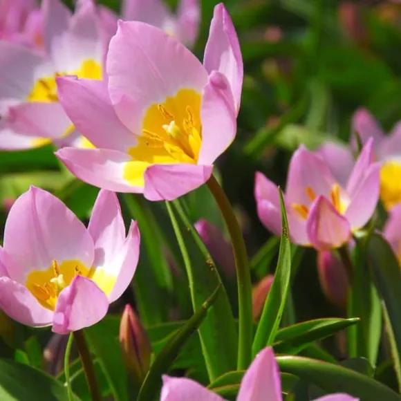 Tulipanløg - Sæt x100 - Tulipa bakeri 'Lilac Wonder' - Blomsterløg - Flerfarvet
