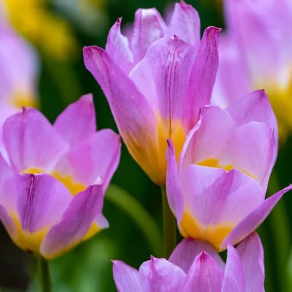 Tulipanløg - Sæt x100 - Tulipa bakeri 'Lilac Wonder' - Blomsterløg - Flerfarvet