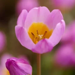 Tulipanløg - Sæt x100 - Tulipa bakeri 'Lilac Wonder' - Blomsterløg - Flerfarvet