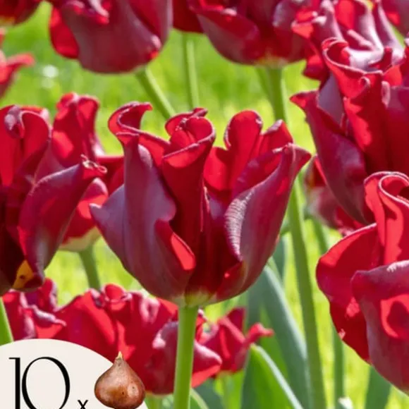 Tulipanløg 'Red Dress' - Sæt med 10 stk - Vinterhårdfør & flerårig