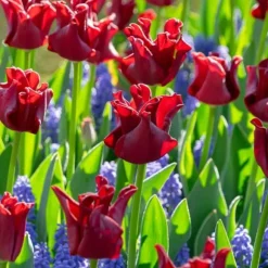 Tulipanløg 'Red Dress' - Sæt med 10 stk - Vinterhårdfør & flerårig