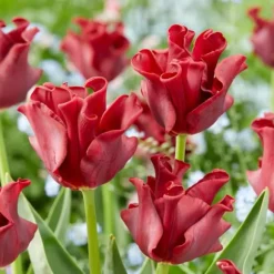 Tulipanløg 'Red Dress' - Sæt med 10 stk - Vinterhårdfør & flerårig