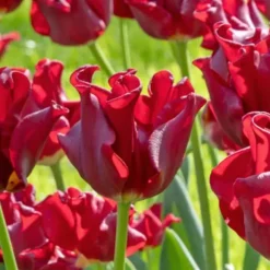 Tulipanløg 'Red Dress' - Sæt med 10 stk - Vinterhårdfør & flerårig