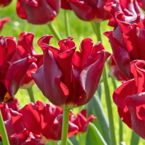 Tulipanløg 'Red Dress' - Sæt med 10 stk - Vinterhårdfør & flerårig