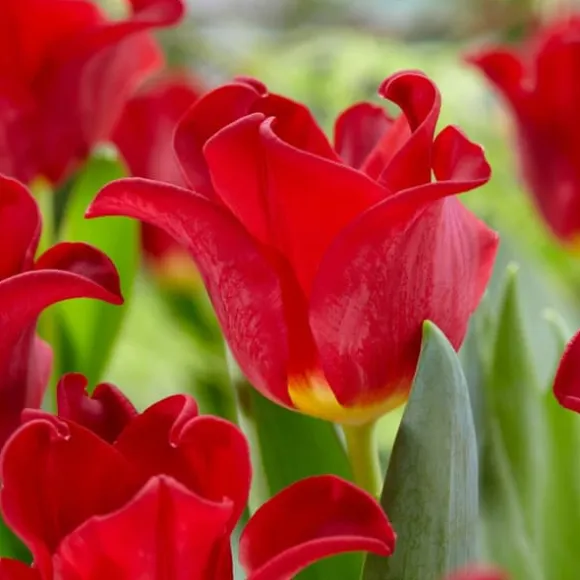 Tulipanløg 'Red Dress' - Sæt med 10 stk - Vinterhårdfør & flerårig
