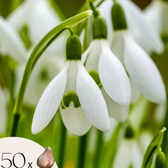 Tyrkisk vintergæk - Sæt med 50 - Galanthus elwesii - Blomsterløg - Hvid