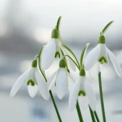 Tyrkisk vintergæk - Sæt med 50 - Galanthus elwesii - Blomsterløg - Hvid