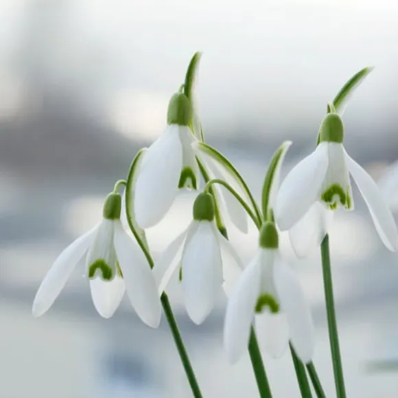 Tyrkisk vintergæk - Sæt med 50 - Galanthus elwesii - Blomsterløg - Hvid